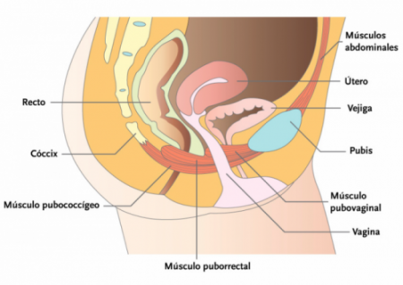 suelo pelvico